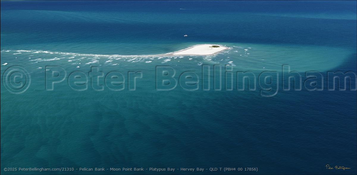 Peter Bellingham Photography Pelican Bank - Moon Point Bank - Platypus Bay - Hervey Bay - QLD T (PBH4 00 17856)